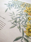 Signature Ketubah Design (Washi Paper) Tuscany