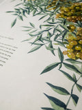 Signature Ketubah Tuscany
