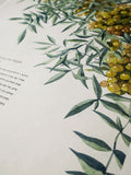 Signature Ketubah Design (Cotton Paper) Tuscany