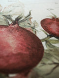 Signature Ketubah Design (Bookcloth) Watercolor Pomegranates